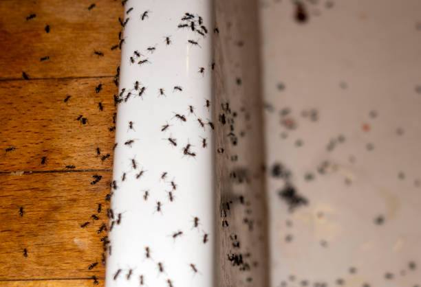 Reliable Faison, NC Pest Control Solutions